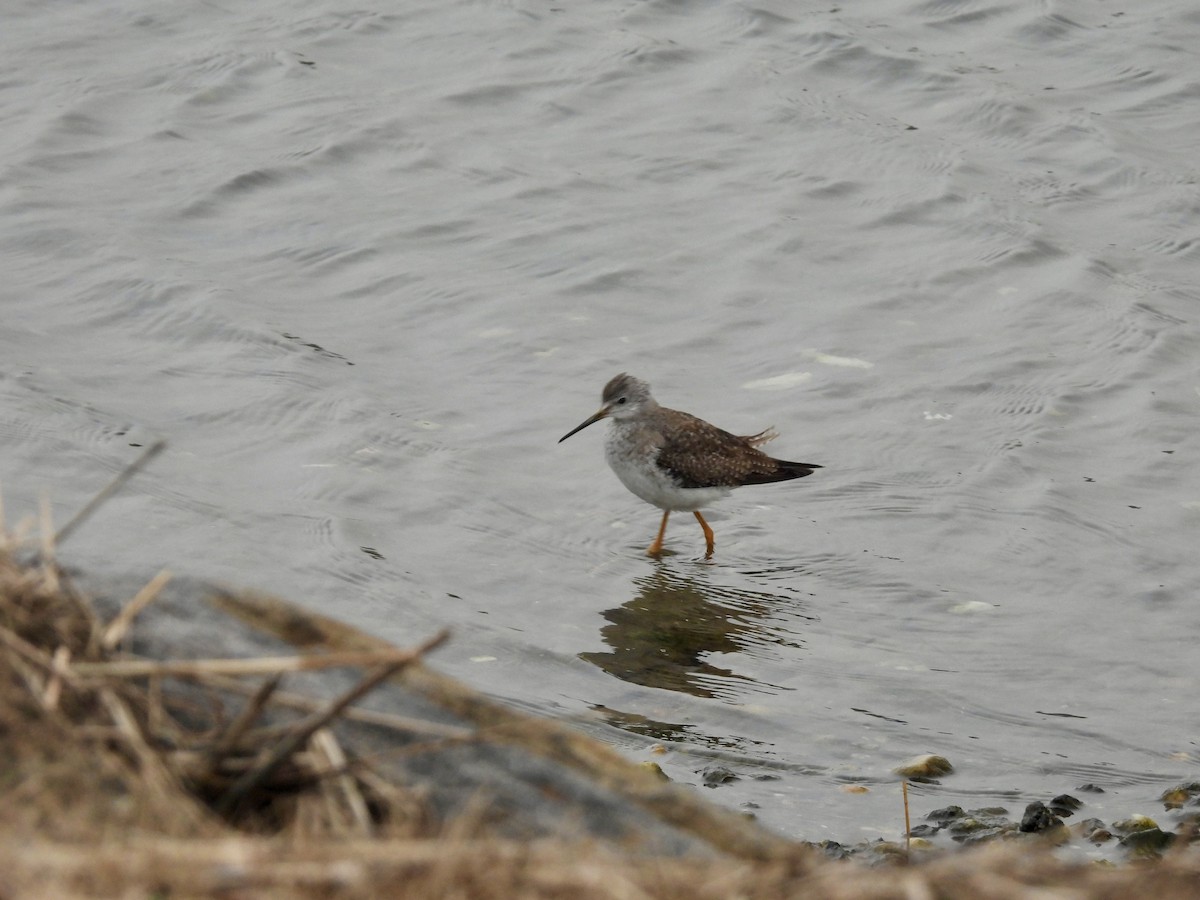 Lesser Yellowlegs - ML613170692