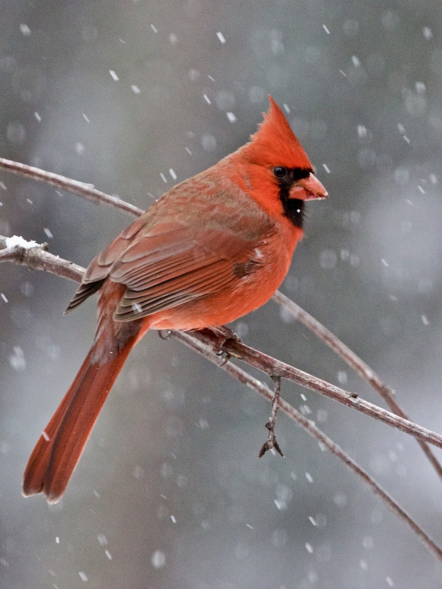 Cardinal rouge - ML613170709
