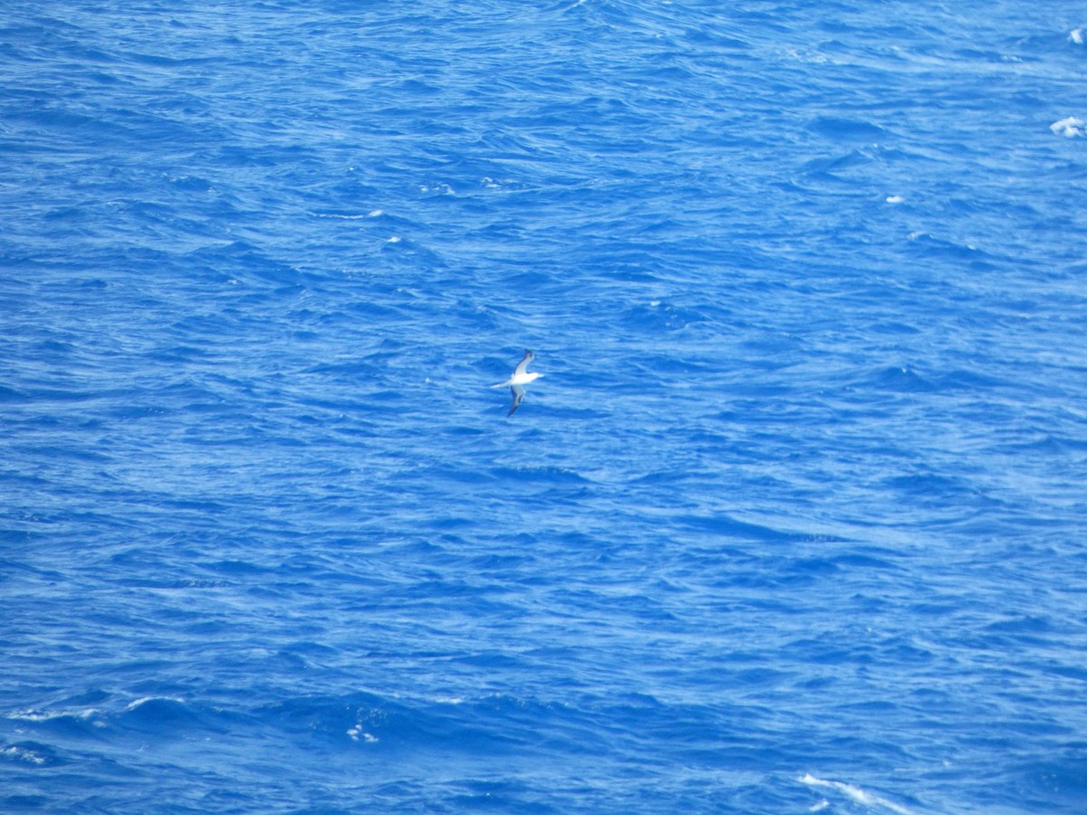 Red-footed Booby - ML613170718