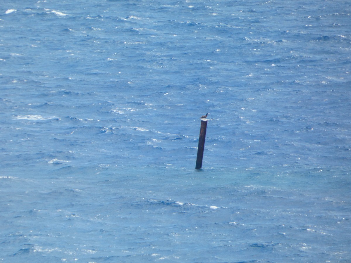 Brown Booby - ML613170719