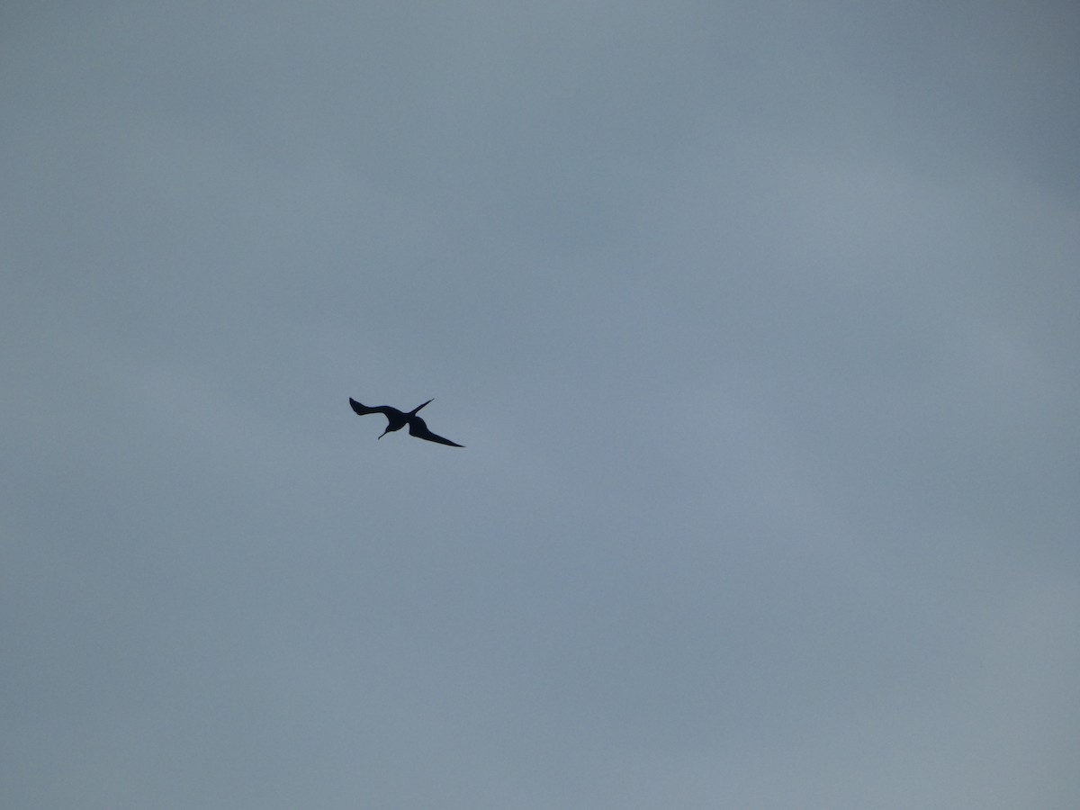 Great Frigatebird - ML613170736