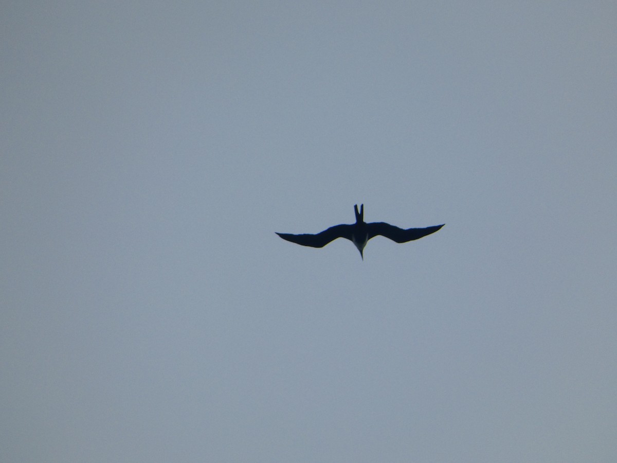 Great Frigatebird - ML613170739