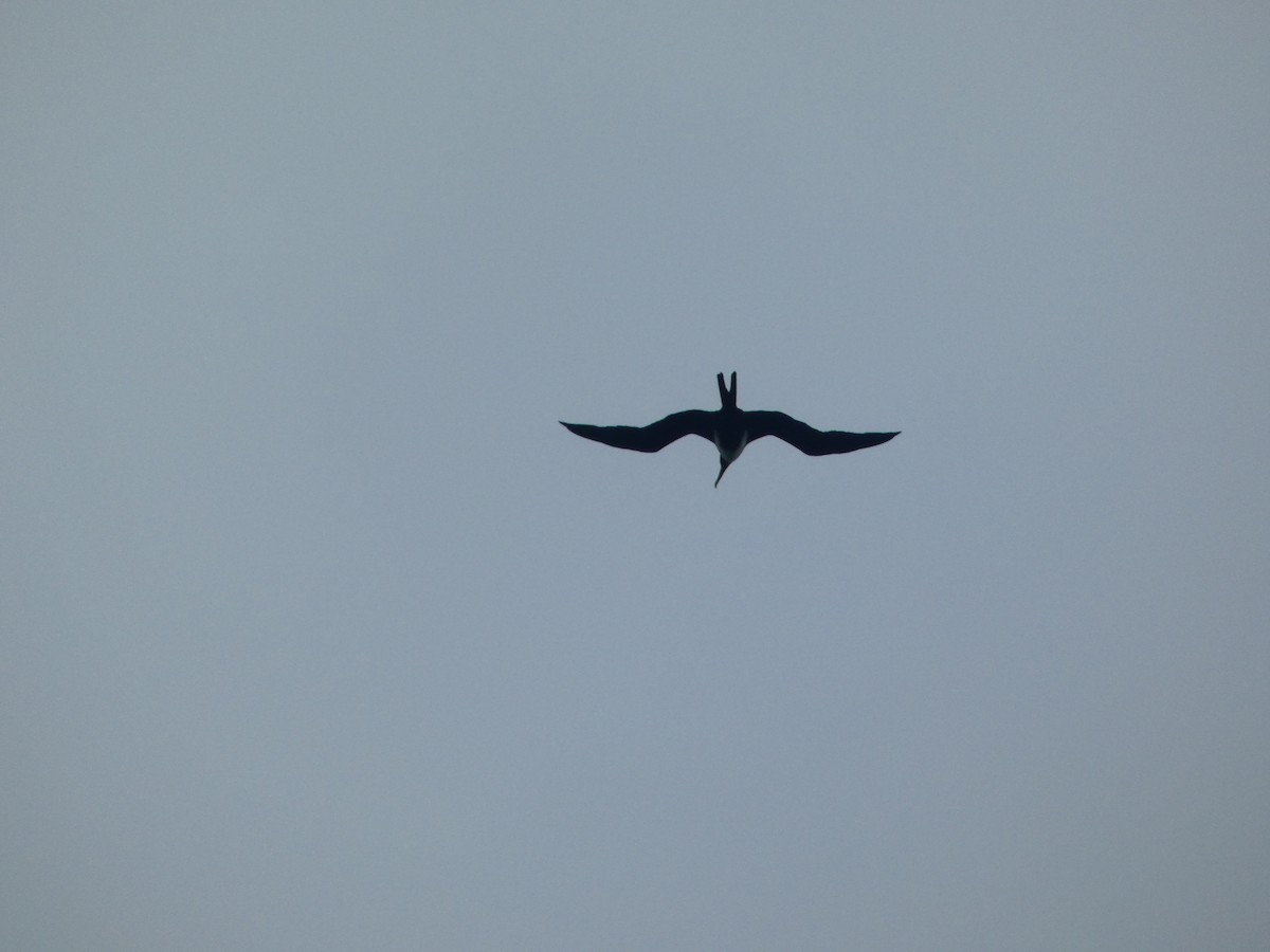 Great Frigatebird - ML613170740