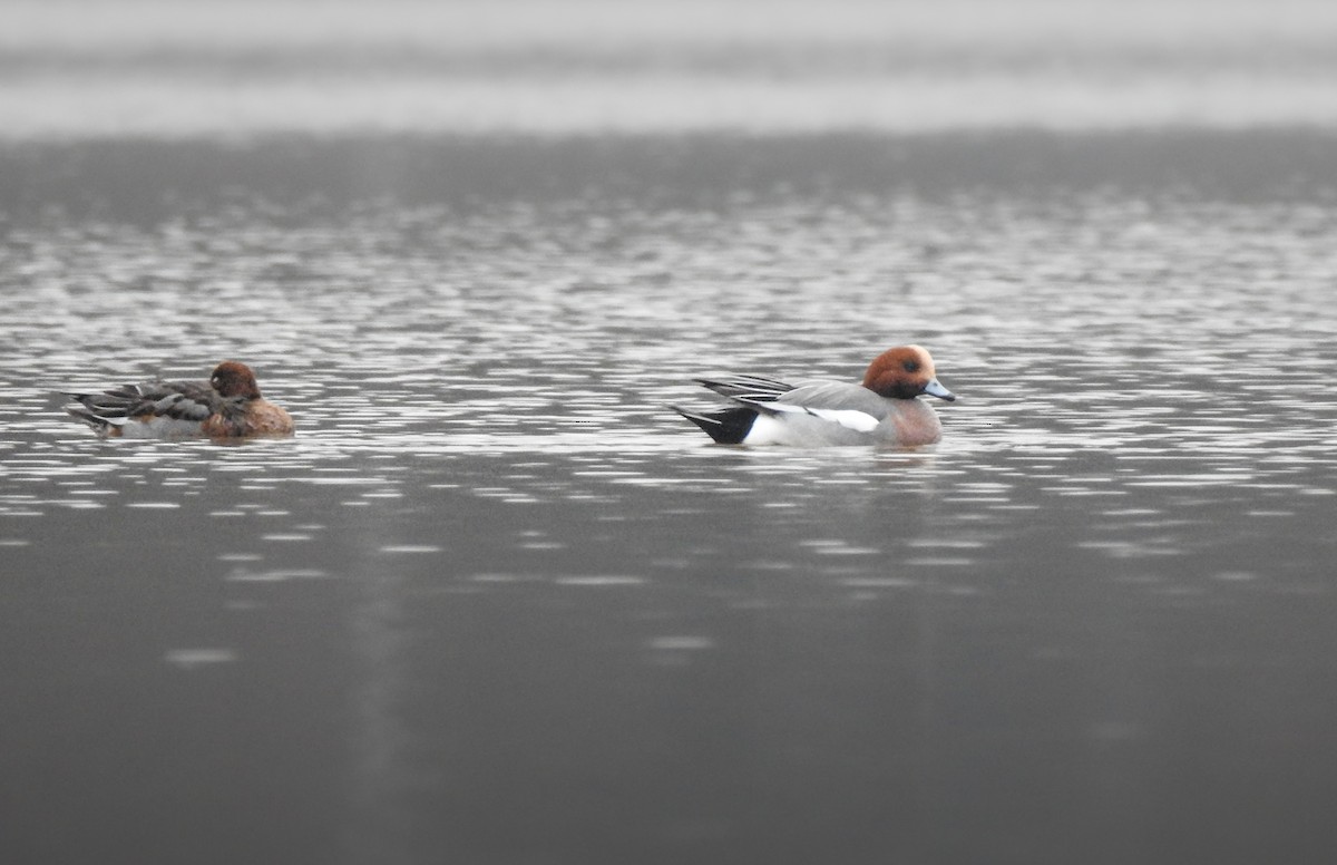 Eurasian Wigeon - ML613170759