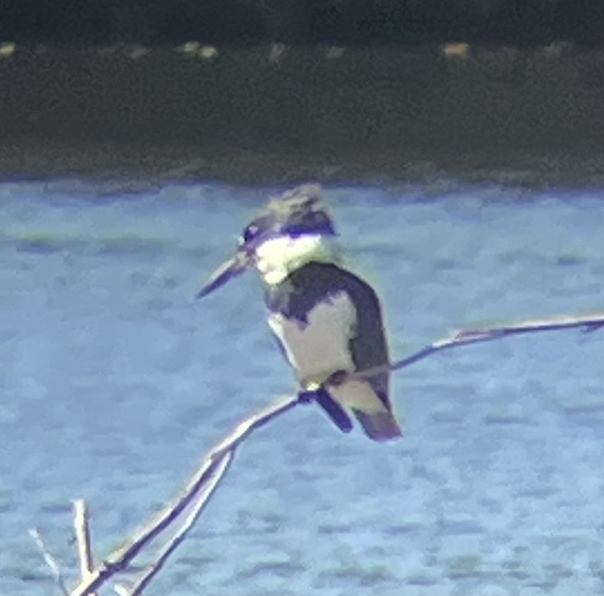 Martin-pêcheur d'Amérique - ML613170820