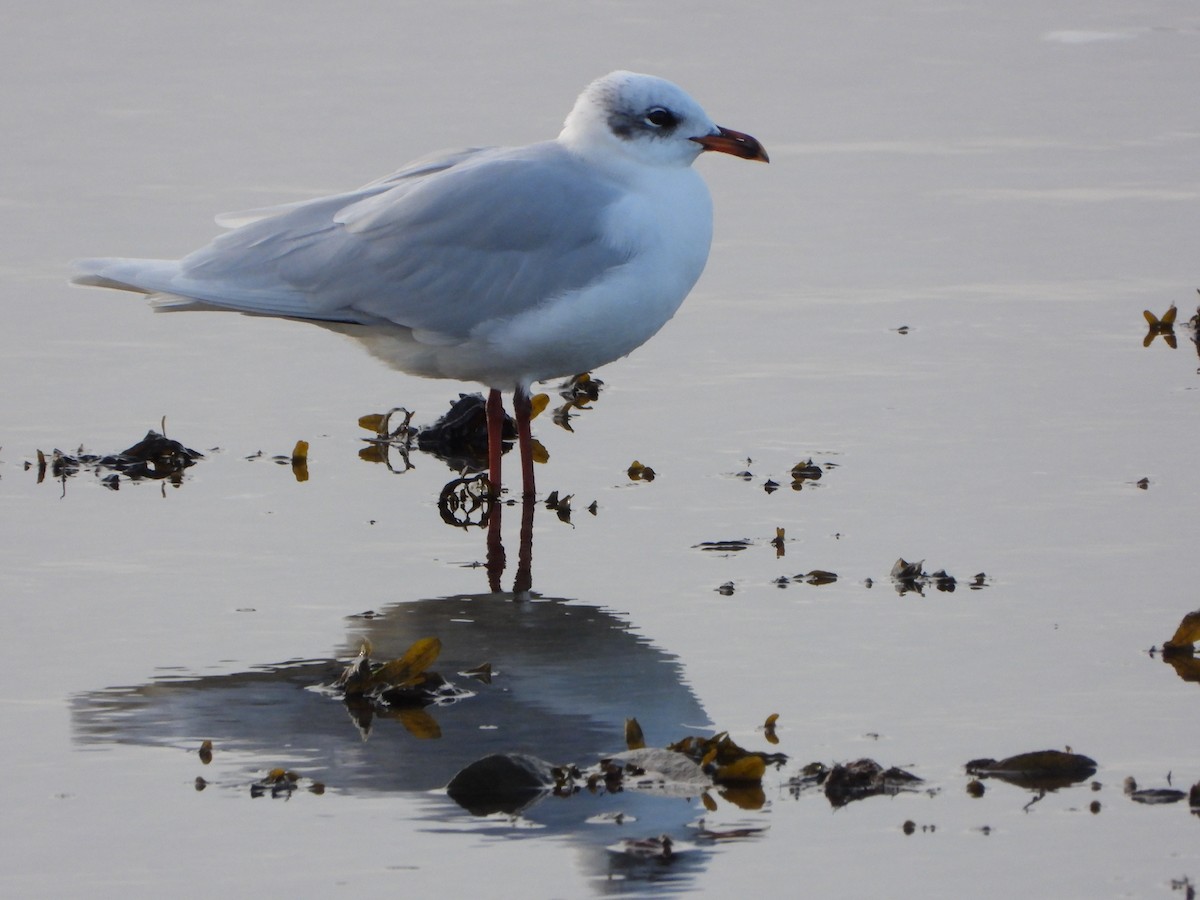 Mediterranean Gull - ML613170854