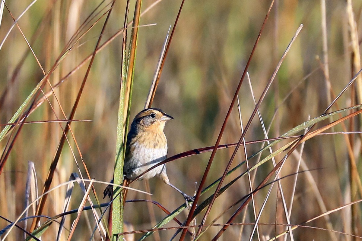 Nelson's Sparrow (Interior) - ML613170862