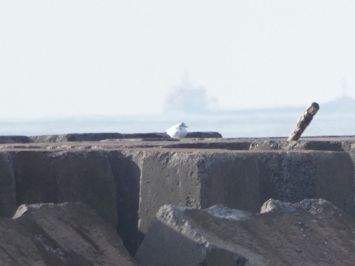 Little Gull - Helder Vieira