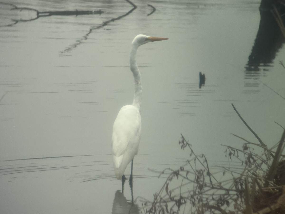 Great Egret - ML613170958