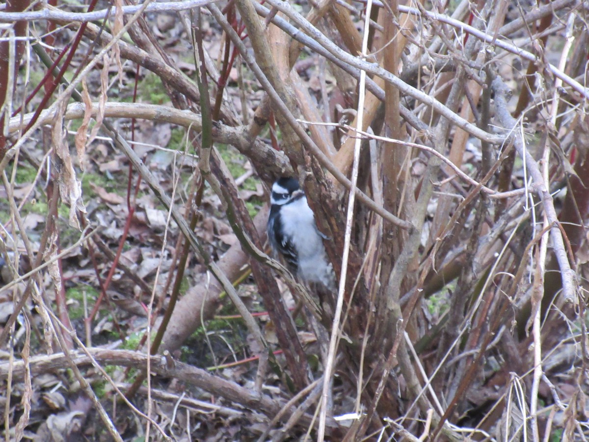 Downy Woodpecker - ML613170970