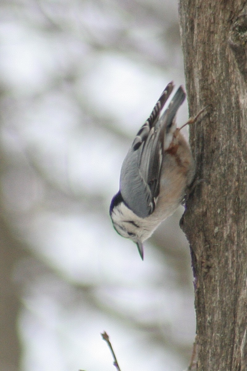 White-breasted Nuthatch - ML613171023