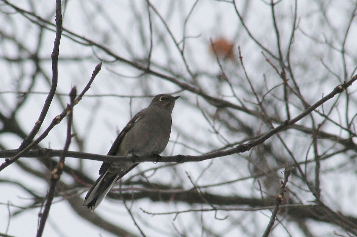 Townsend's Solitaire - ML613171046
