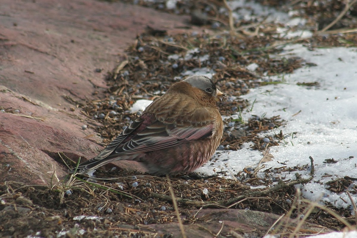 Gray-crowned Rosy-Finch - ML613171069