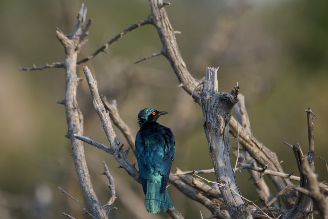 Greater Blue-eared Starling - ML613171077