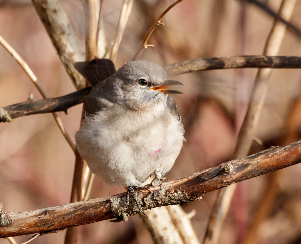 Northern Mockingbird - ML613171116