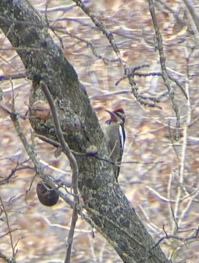 Red-naped Sapsucker - ML613171117