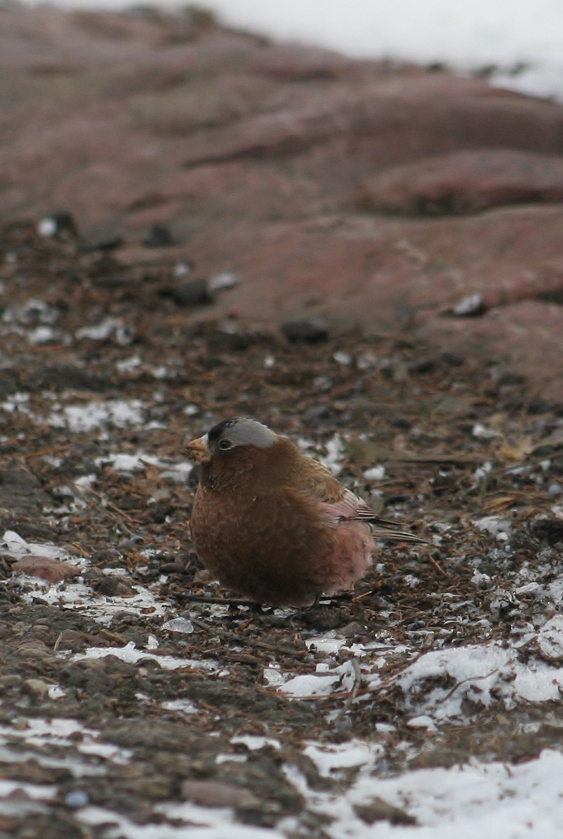 Gray-crowned Rosy-Finch - ML613171154