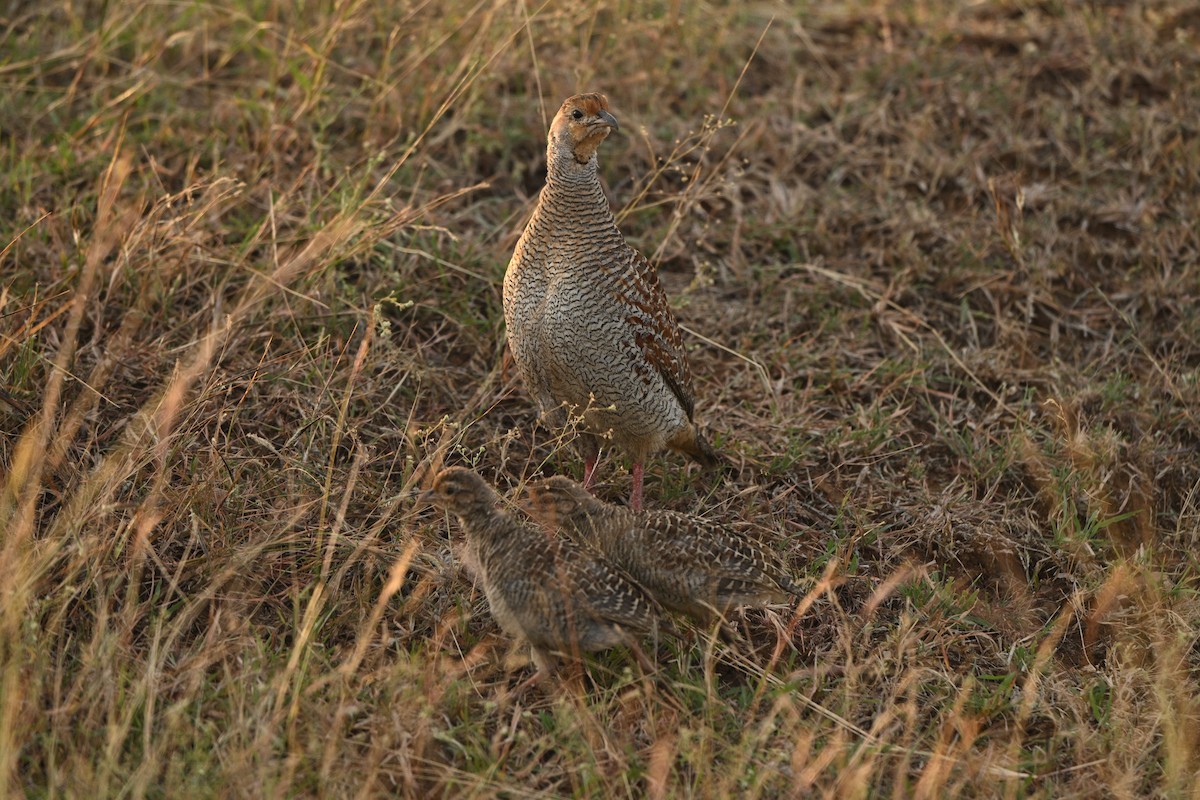 Gray Francolin - ML613171235