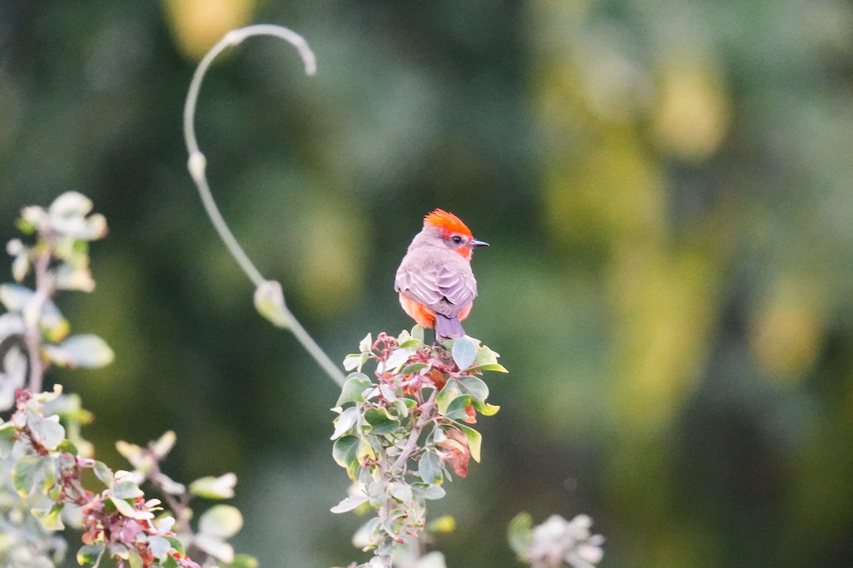 Vermilion Flycatcher - Christophe Rouleau-Desrochers