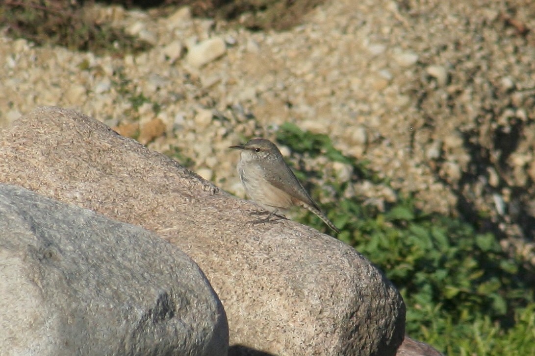 Rock Wren - ML613171401