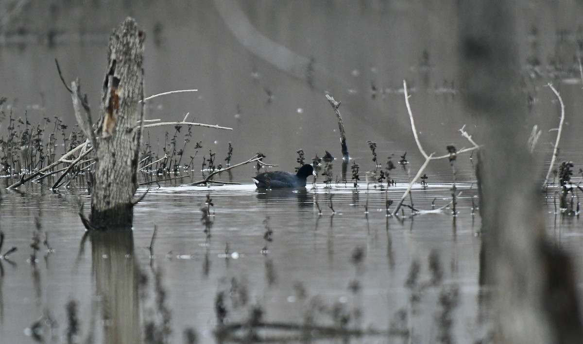 American Coot - Daniel Roberts