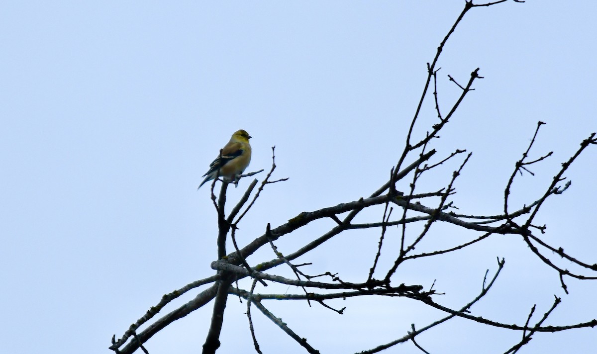 American Goldfinch - ML613171546