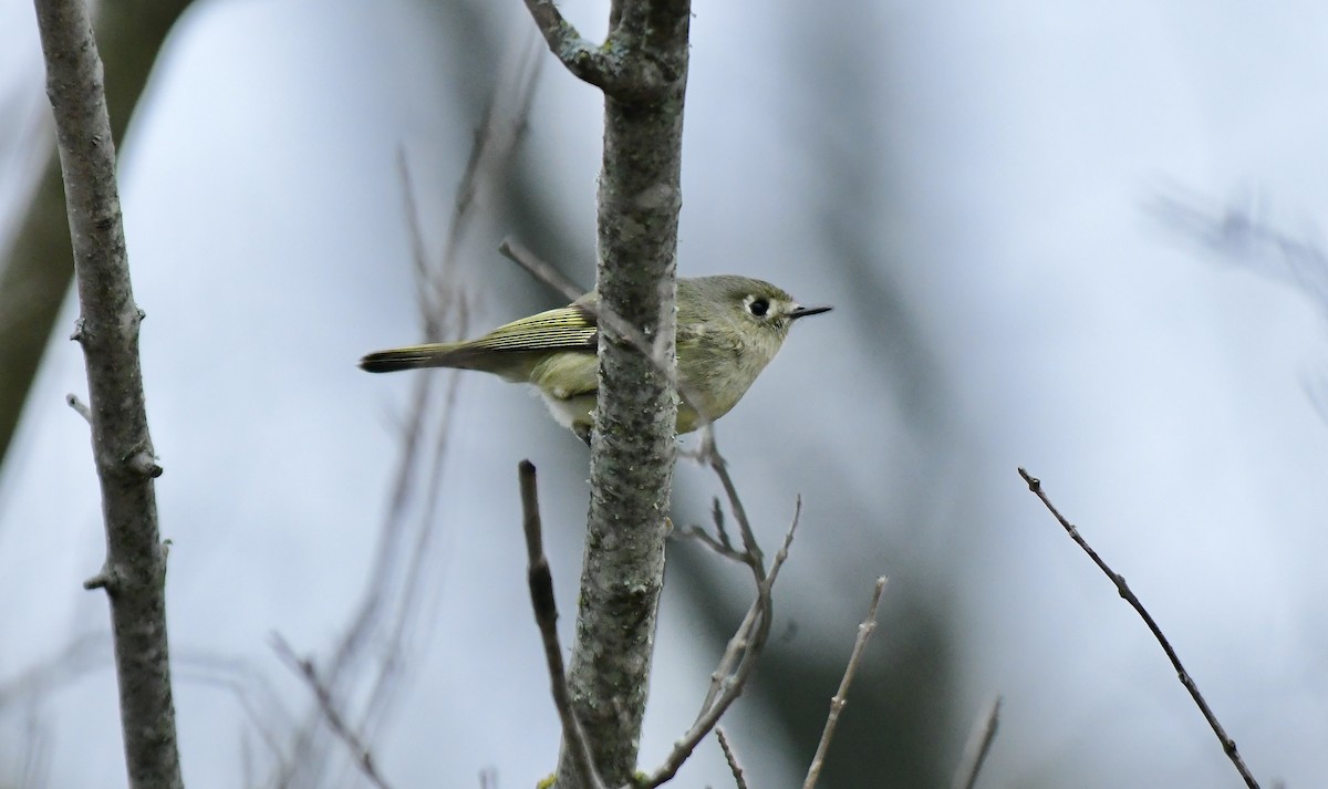 Ruby-crowned Kinglet - ML613171563