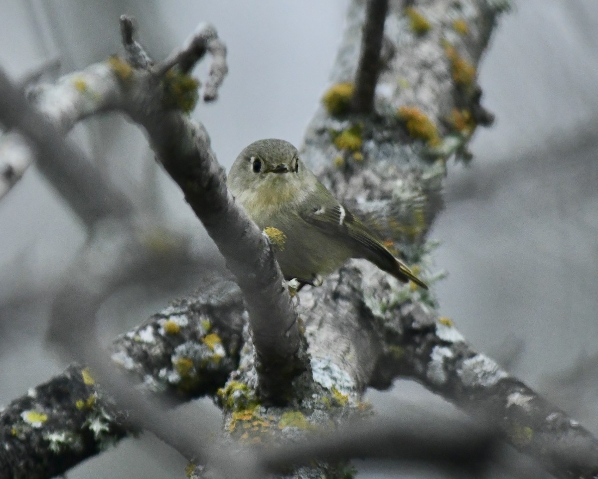 Ruby-crowned Kinglet - ML613171573