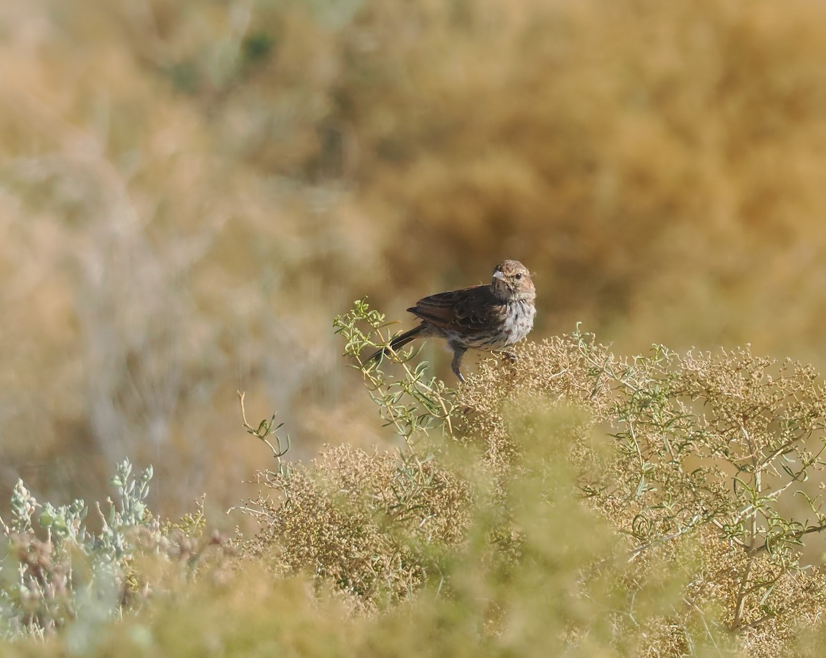 Karoo Lark - ML613171580