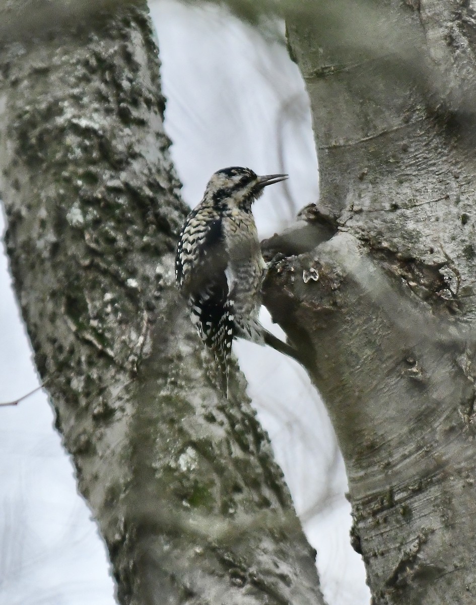 Ladder-backed Woodpecker - ML613171589