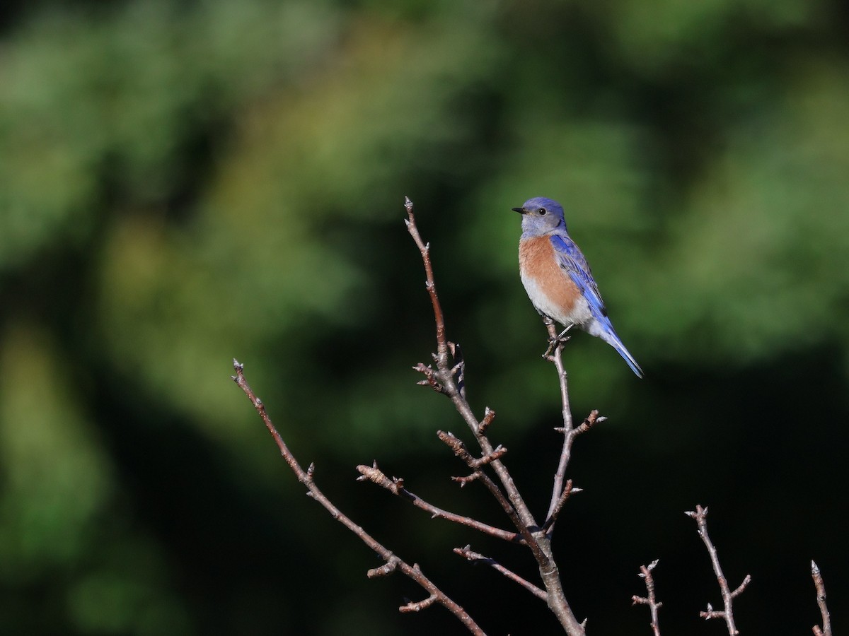 Western Bluebird - ML613171590