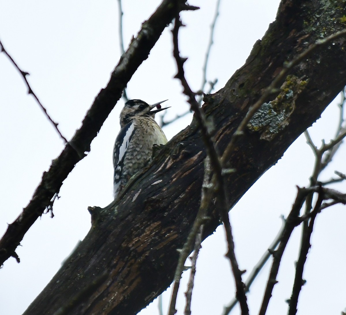 Ladder-backed Woodpecker - ML613171599