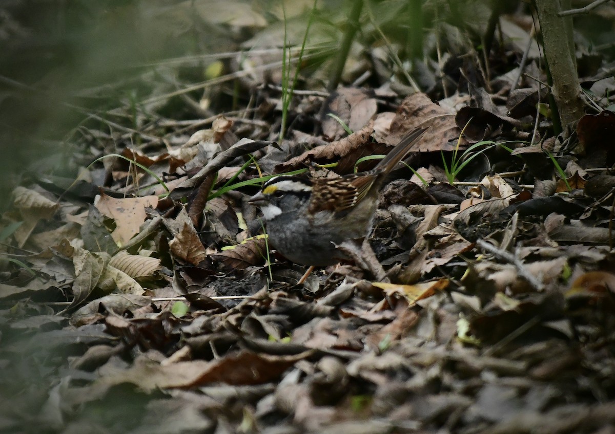 White-throated Sparrow - ML613171615