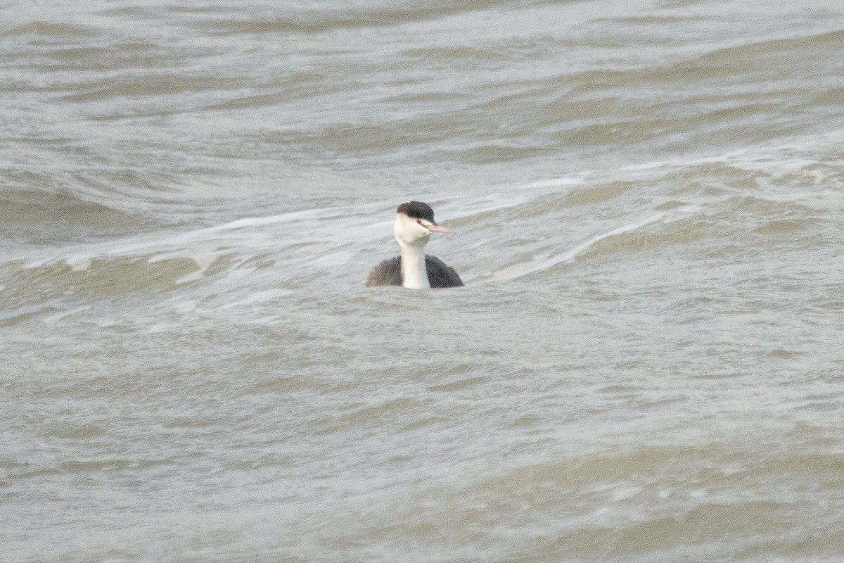 Great Crested Grebe - ML613171634