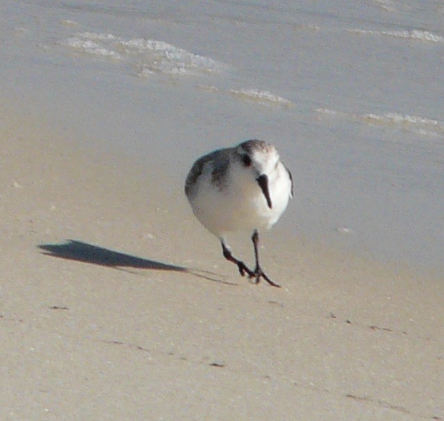 Sanderling - Sean McCool