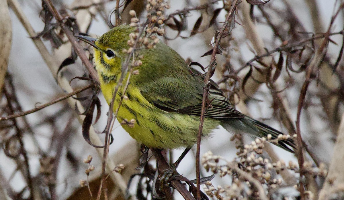 Prairie Warbler - ML613171669