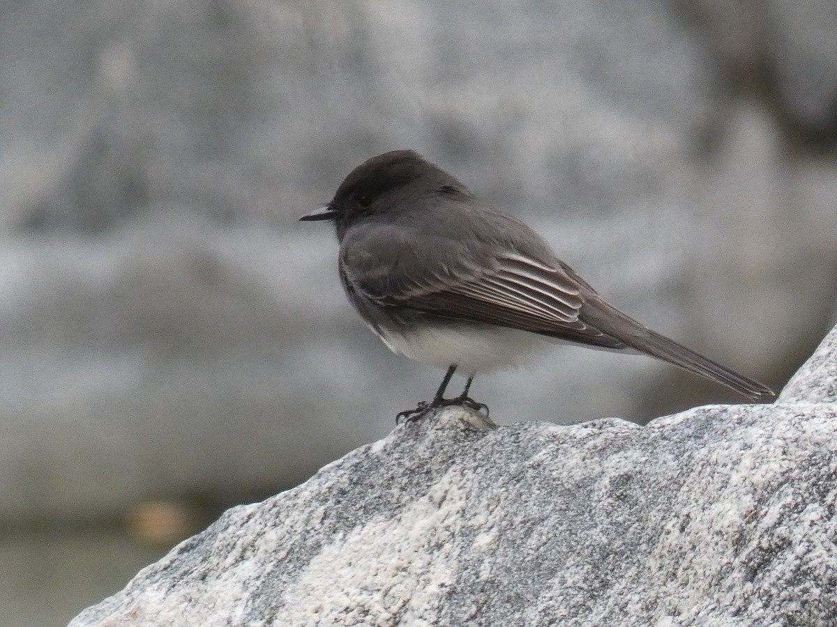 Black Phoebe - ML613171674