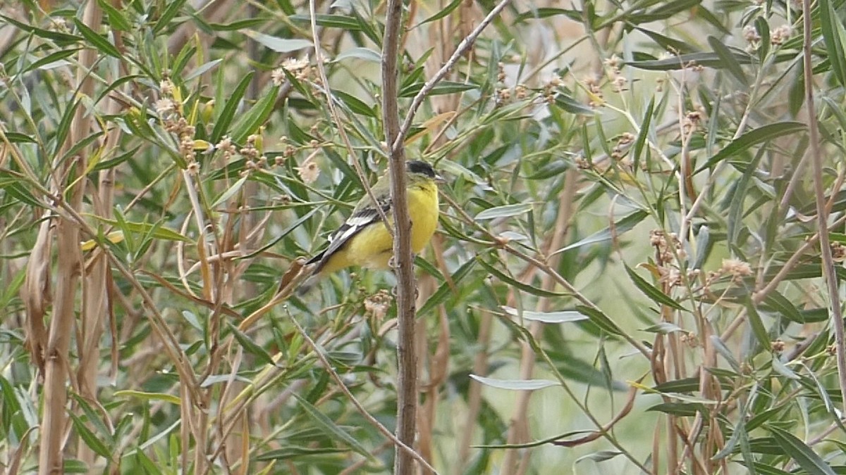 Lesser Goldfinch - ML613171751