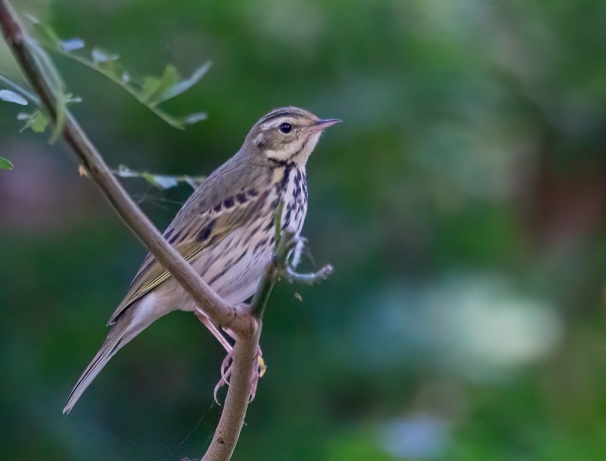 Olive-backed Pipit - ML613171772