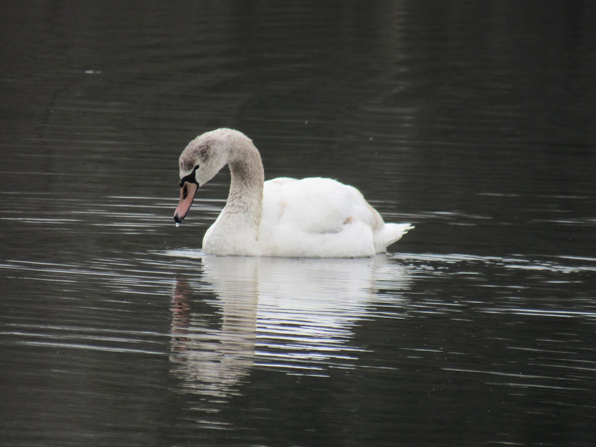 Mute Swan - ML613171826