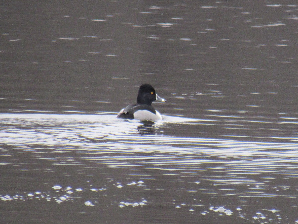 Ring-necked Duck - ML613171829