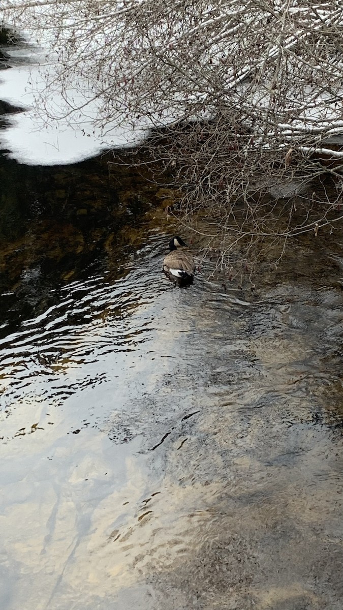 Canada Goose - ML613171989