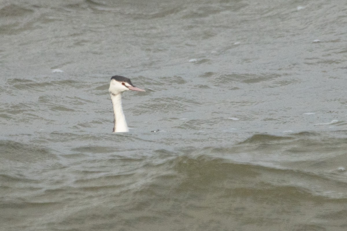 Great Crested Grebe - ML613172010