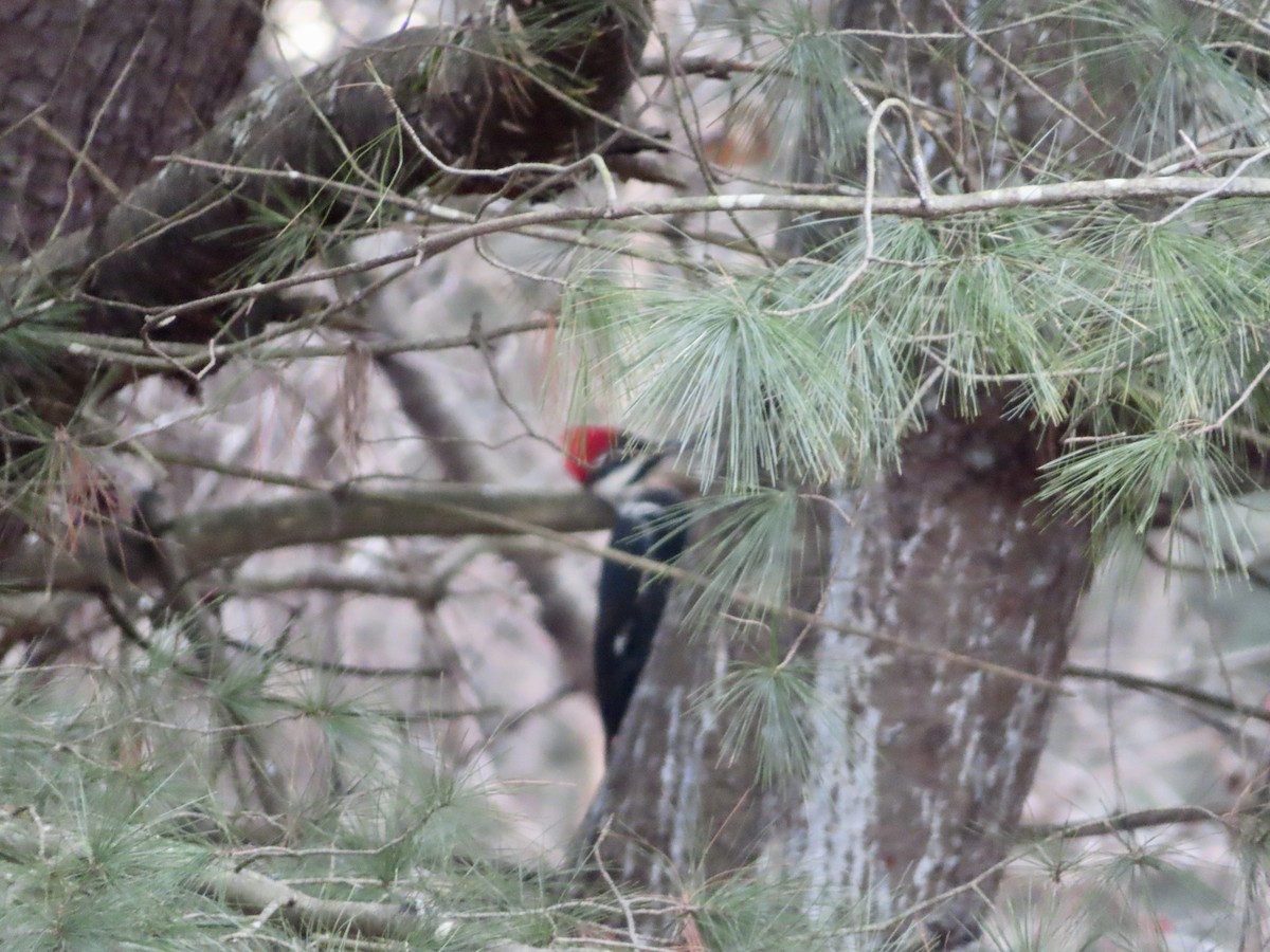Pileated Woodpecker - ML613172023