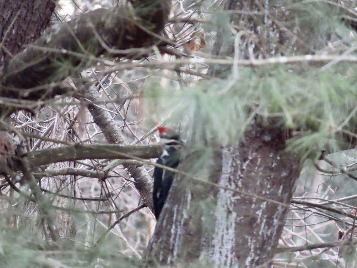 Pileated Woodpecker - ML613172028