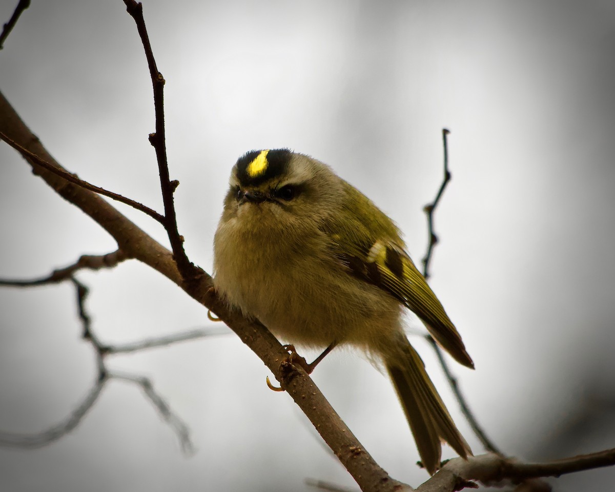 Golden-crowned Kinglet - ML613172069