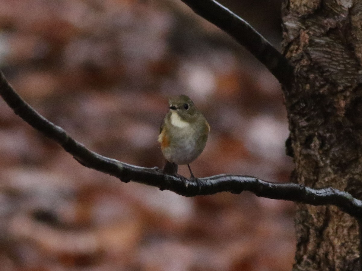 Red-flanked Bluetail - Brandon Brogle