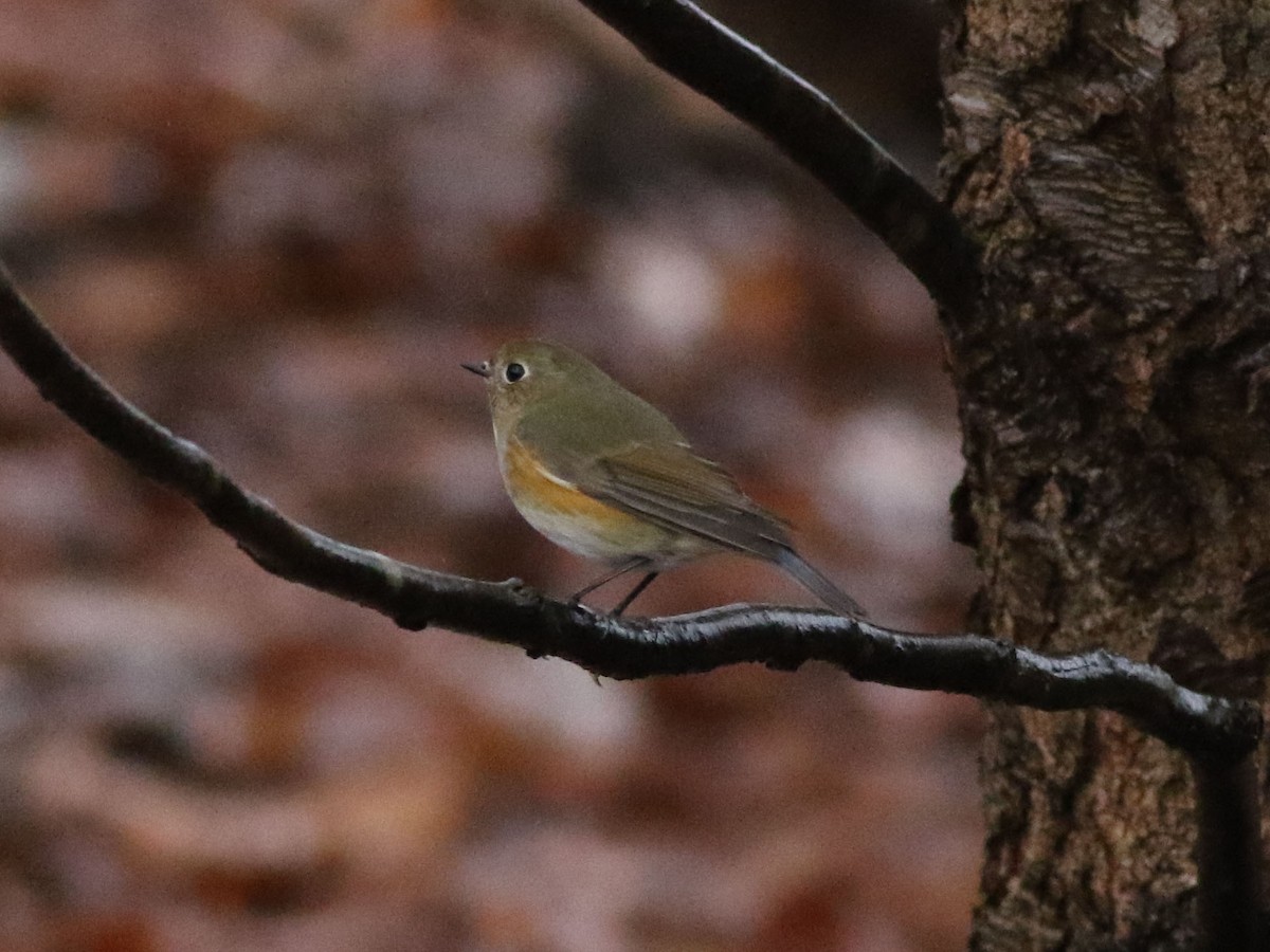 Red-flanked Bluetail - Brandon Brogle