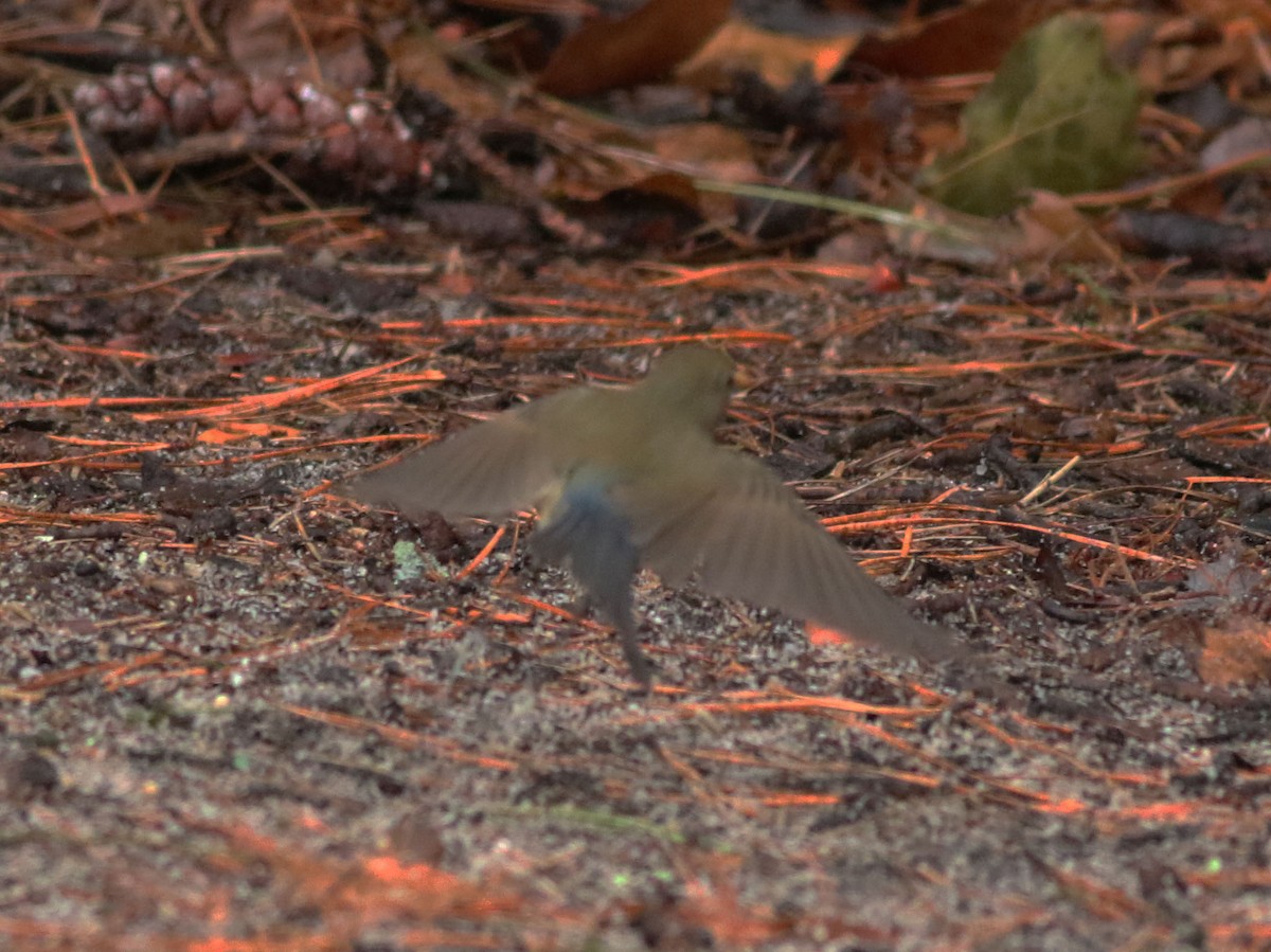 Red-flanked Bluetail - Brandon Brogle