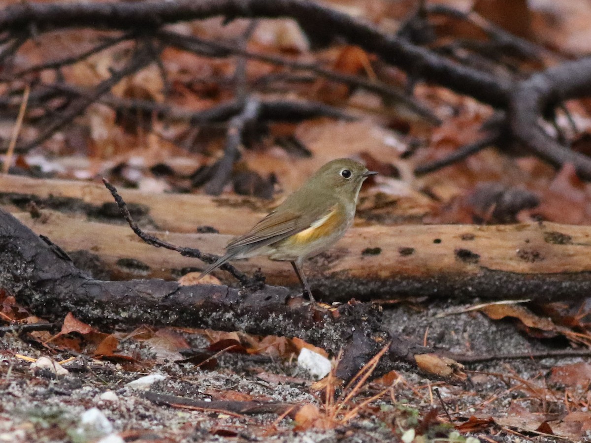 Robin à flancs roux - ML613172086